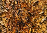 Gökyüzü ve yeryüzü ilişkisi tuale yansıdı 