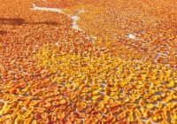 Kuru kayısıda hedef 100 bin ton ihracat