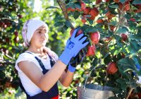 Elma ve elma suyu ihracatı 321 milyon dolara ulaştı