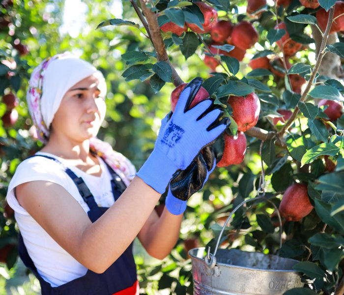 Elma ve elma suyu ihracatı 321 milyon dolara ulaştı
