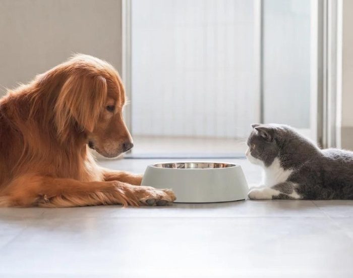 Kedi köpek mamasında ihracat hedefi 140 milyon dolar