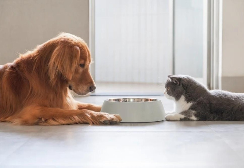 Kedi köpek mamasında ihracat hedefi 140 milyon dolar