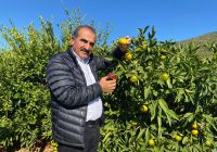 Satsuma mandalinanın ihracat başlıyor