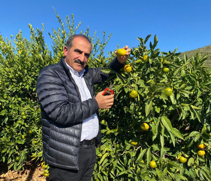 Satsuma mandalinanın ihracat başlıyor