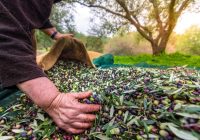 Sofralık zeytin ihracatı 210 milyon dolara ulaştı