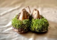 Ekolojik Sergi "HAD"