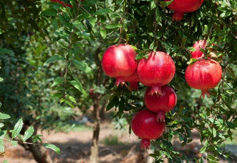 Türkiye’nin 10 aylık nar ihracatı 100 milyon doları aştı