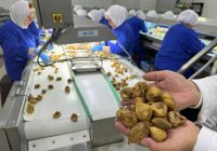 Kuru incirin ortalama ihraç fiyatı 6 bin doları aştı