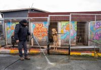 Kärcher Türkiye hayvan barınağını temizledi