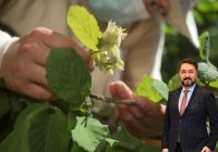 Ferrero Fındık, Türk ekonomisine 1,4 Milyar avro katkı sağladı