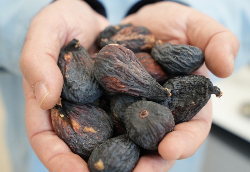 İncirdeki yeni yıldızı "Siyah orak"