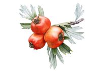 Anadolu’nun bitki mirası bu sergide buluşuyor