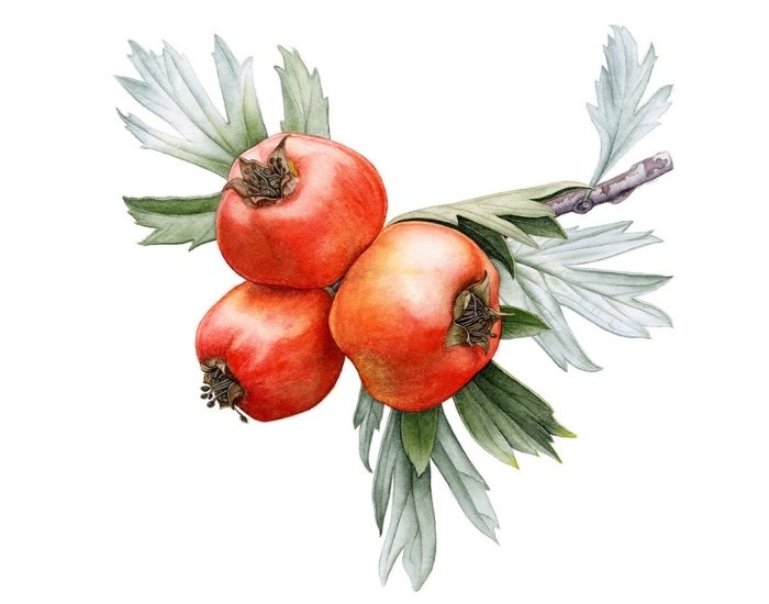 Anadolu’nun bitki mirası bu sergide buluşuyor