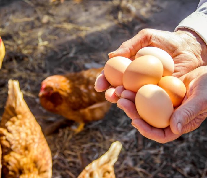 Yumurta ihracatçısı rahatladı