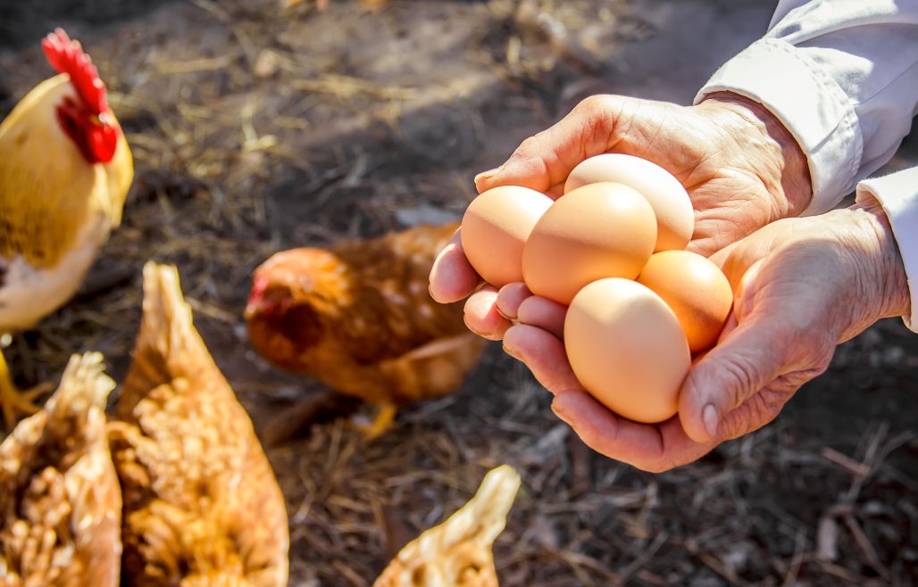 Yumurta ihracatçısı rahatladı