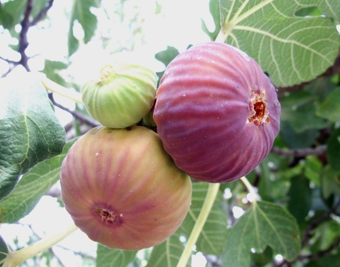 İncirin oldu ihracat yolculuğu başladı