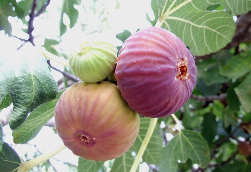 İncirin oldu ihracat yolculuğu başladı