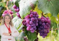 Antioksidan deposu üzümün 6 önemli yararı