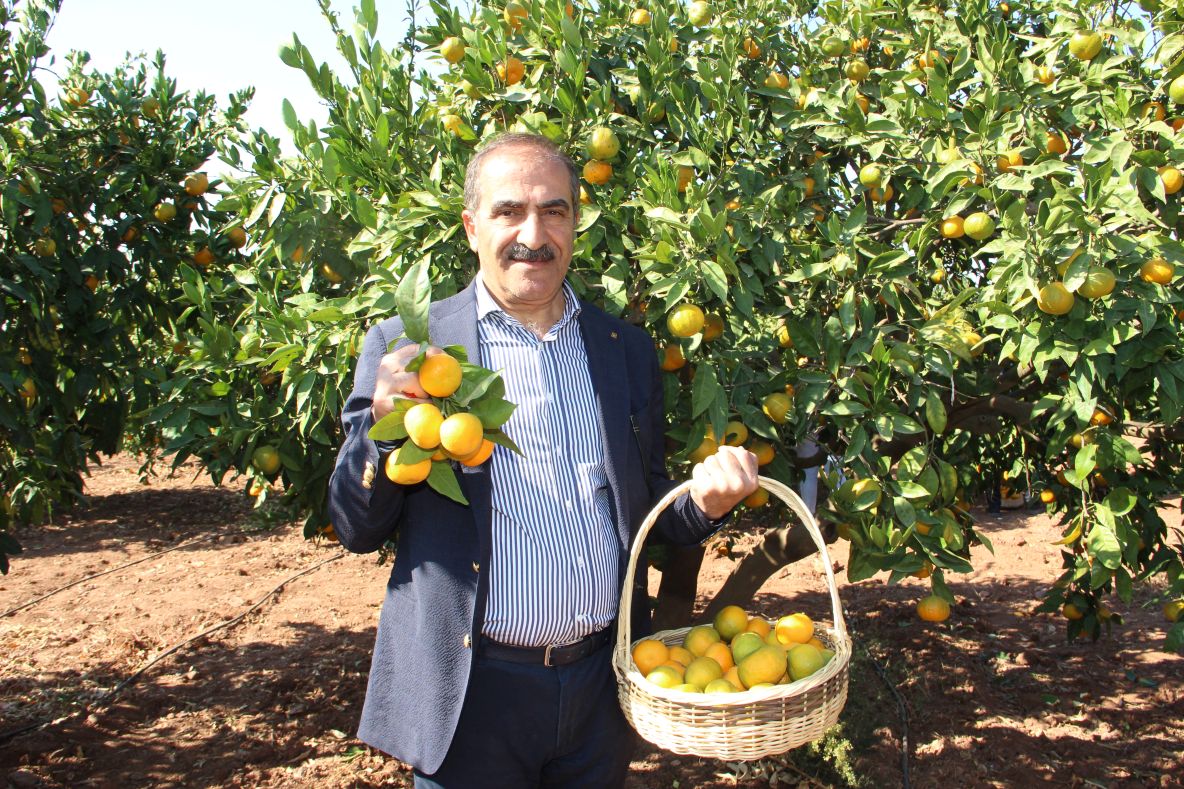 Türkiye, 2024 yılında 41 farklı ülkeye satsuma mandalina ihraç edecek