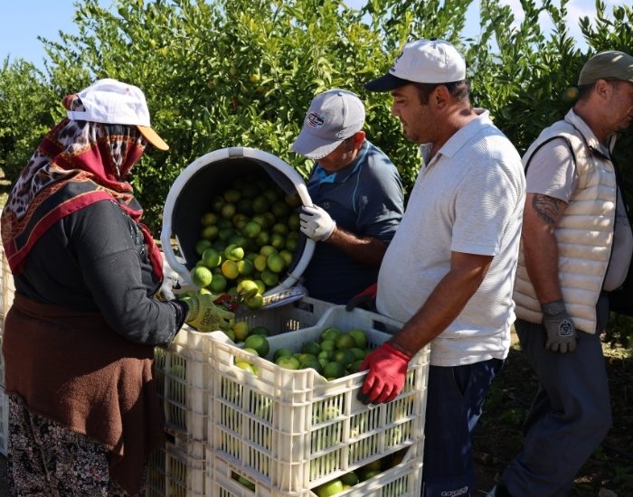 Ekim ayında mandalina ihracatında yüzde 144’lük rekor artış