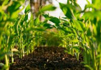 Erozyonla Mücadele Haftası’nda TEMA’dan kritik uyarı: “Toprak Yoksa Yaşam Yok”