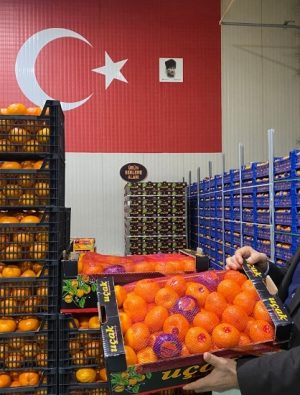 Mandalina ihracatı 615 milyon dolarla rekor kırdı