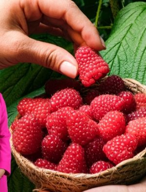 Antalya’daki Felaket Sonrası Elara Tarım’dan Drenaj Çözümleri