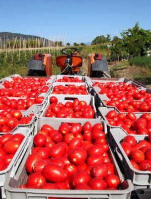 Ege Bölgesi Tarım İhracatında 7,5 Milyar Doları Aştı 