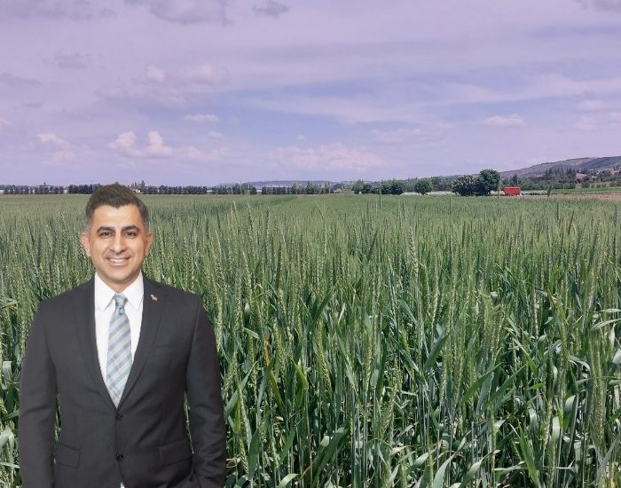 ETİ’den Yerli ve Dayanıklı “Kanatlı Buğdayı”