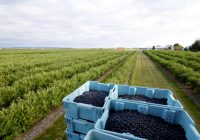 Kütahya, Blueberry Üretiminde Uluslararası Tarım Üssü Olmaya Hazırlanıyor