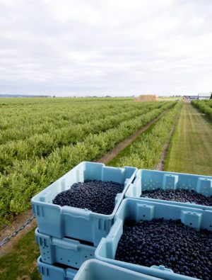 Kütahya, Blueberry Üretiminde Uluslararası Tarım Üssü Olmaya Hazırlanıyor