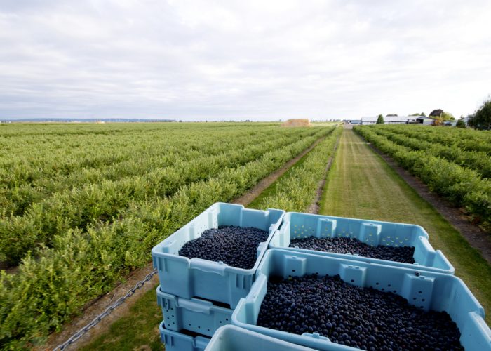 Kütahya, Blueberry Üretiminde Uluslararası Tarım Üssü Olmaya Hazırlanıyor