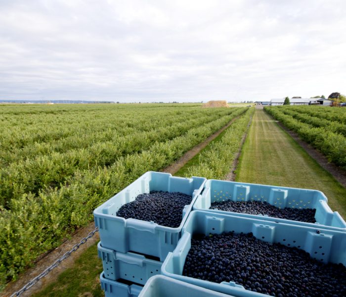 Kütahya, Blueberry Üretiminde Uluslararası Tarım Üssü Olmaya Hazırlanıyor