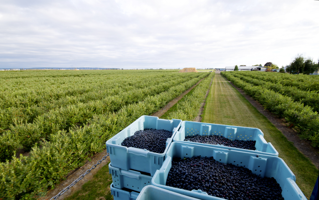 Kütahya, Blueberry Üretiminde Uluslararası Tarım Üssü Olmaya Hazırlanıyor