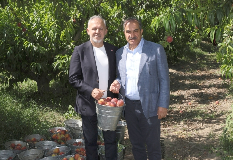 Türkiye Şeftali ve Nektarinde 250 Milyon Dolar İhracat Hedefliyor