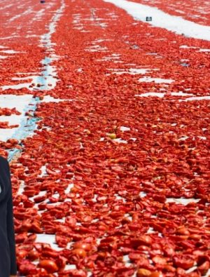 AB ve Mısır Kotaları Sektörün Önünde Engel