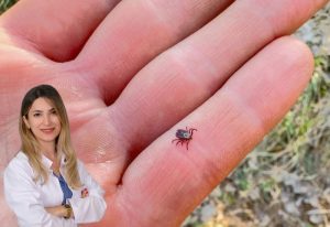 Yazın Doğa Keyfiniz Kabusa Dönüşmesin: Keneye Dikkat!
