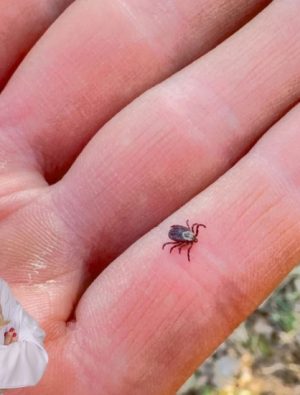 Yazın Doğa Keyfiniz Kabusa Dönüşmesin: Keneye Dikkat!