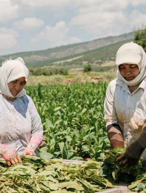 Tütün ve Tütün Mamulleri İhracatı 1,1 Milyar Doları Aştı