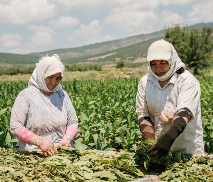 Tütün ve Tütün Mamulleri İhracatı 1,1 Milyar Doları Aştı