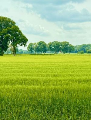 Pluxee Türkiye, ISO 14001 sertifikasıyla çevresel yönetimde yeni adım attı